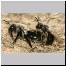 Andrena vaga - Weiden-Sandbiene -07- 09 Paarung.jpg